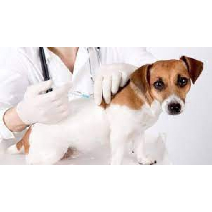 Očkovanie psov proti besnote 25.08.2023